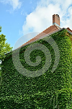 Urban House with Green Walls