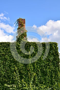 Urban House with Green Walls