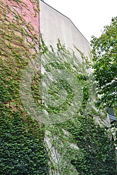 Urban House with Green Walls