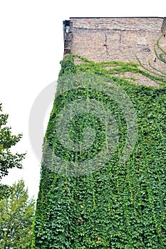 Urban House with Green Walls