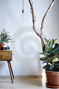 Urban interior sunny daylight wood cacti gum tree and camera