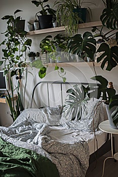 urban jungle interiour with tropical frowers in bedroom