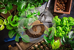 Urban jungle and replanting plants - herbs, flowers and plants in pots, green garden on a balcony