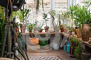 Urban jungle. Winter garden with plants, flowers. Garden in the house, transplanting plants