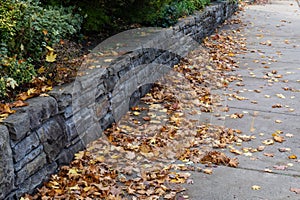 Urban landscape in fall, autumn leaves on a concrete sidewalk bordered by a rusticated stone retaining wall and plantings