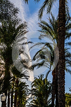 Urban landscape of landmark explanada alicante spain on a sunny day with green palm trees and blue sky photo