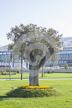 Urban Landscape with a tree standing alone. Seaside Park of the city of Baku Azerbaijan with decorative trees.