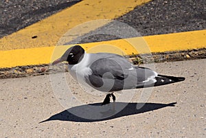 Urban Laughing Gull