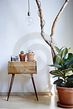 Urban loft decoration gum tree cacti cabinet branch sunny atmosphere