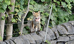 Urban fox bringing home food