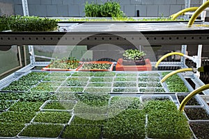 Urban microgreen farm. Eco-friendly small business. Baby leaves, phytolamp