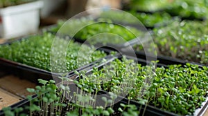 Urban Microgreen Farm Setup