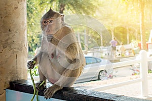 Urban Monkey on island sitting