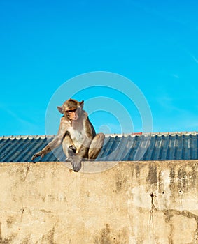 Urban Monkey