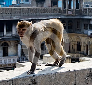 Urban monkey walks on a wall