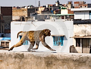 Urban monkey walks on a wall