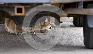 Urban Mountain Lion (Felis concolor)