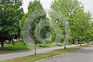 Urban Neighborhood Median Strip