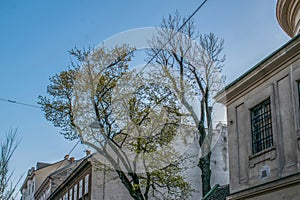 urban oasis: embracing nature's palette amidst local architecture under a blue sky