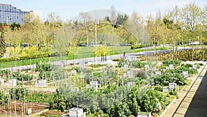 Urban orchards in Collblanc