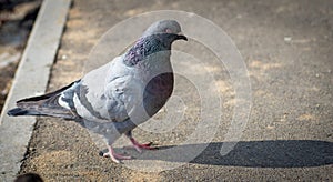 Urban pigeon.