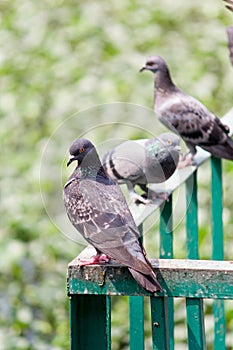 An urban pigeon