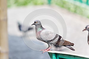 An urban pigeon