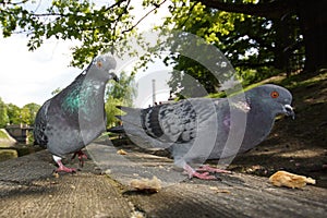 Urban pigeon