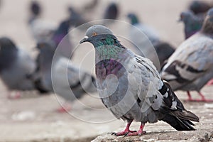 Urban pigeon