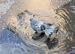 Urban pigeon bathed in puddle