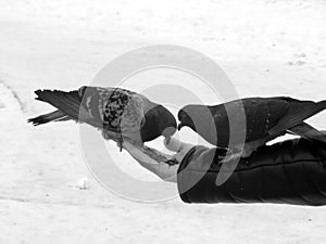 Urban pigeon in black and white image