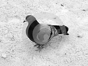 Urban pigeon in black and white image
