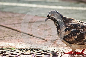 An urban pigeon in the city walking on the floor by a manhole cover
