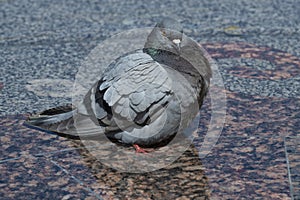 Urban pigeon close-up