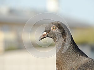 Urban pigeon close up on blurred background