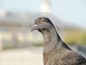 Urban pigeon close up on blurred background