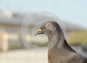 Urban pigeon close up on blurred background