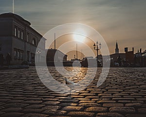 Urban pigeon in Copenhagen sunset