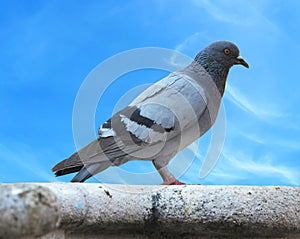 Urban pigeon Dove over blue sky