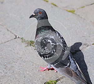 urban pigeon in the European city square looking for bread crumb