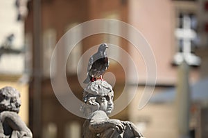 Urban pigeon on the head of the statue in a big city