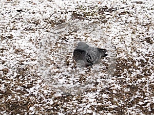 Urban pigeon lying on the snowy lawn