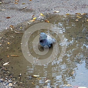 An urban pigeon in the middle of a puddle. Bird in the city