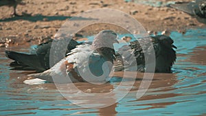 Urban pigeon in motion, bathed in lifestyle puddle after rain. pigeons bathe in a puddle in the water heat summer slow