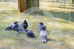 Urban pigeon in motion, bathed in puddle escape from the heat
