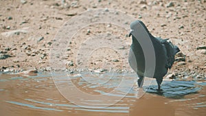 Urban pigeon in motion, bathed in puddle after rain. pigeons bathe in a puddle in the water heat summer lifestyle slow