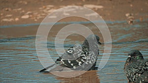 Urban pigeon in motion, bathed in puddle after rain. pigeons bathe in a puddle in the water heat summer slow motion