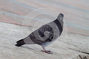 Urban pigeon on the pavement