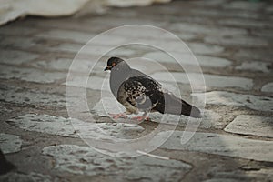 Urban pigeon perched on a pavement sidewalk