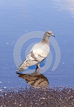 An urban pigeon reflecting in water